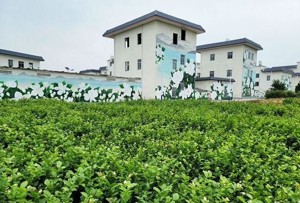 横州市：治理农村生活污水 共建秀美乡村